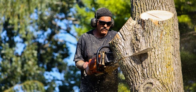 Tala y poda de árboles en Jackson Wyoming